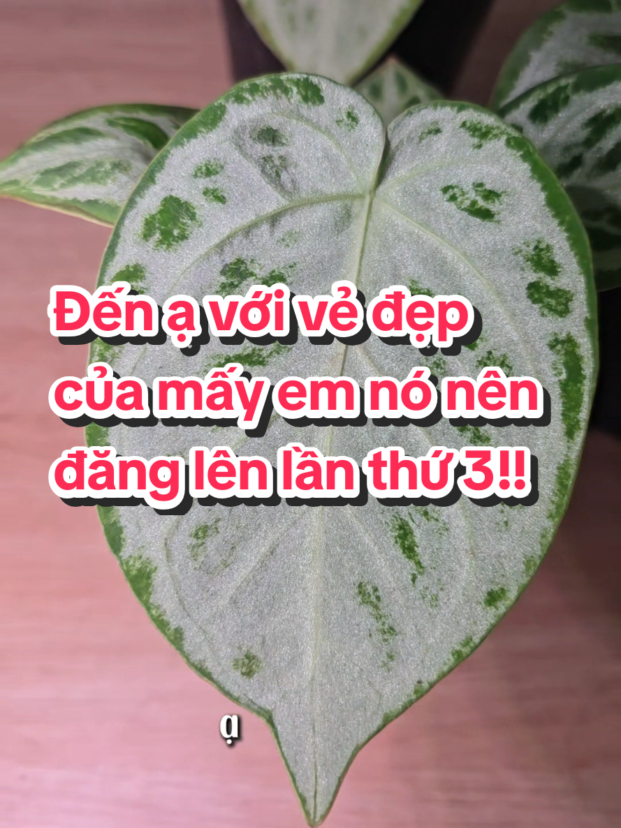 @trainoitam