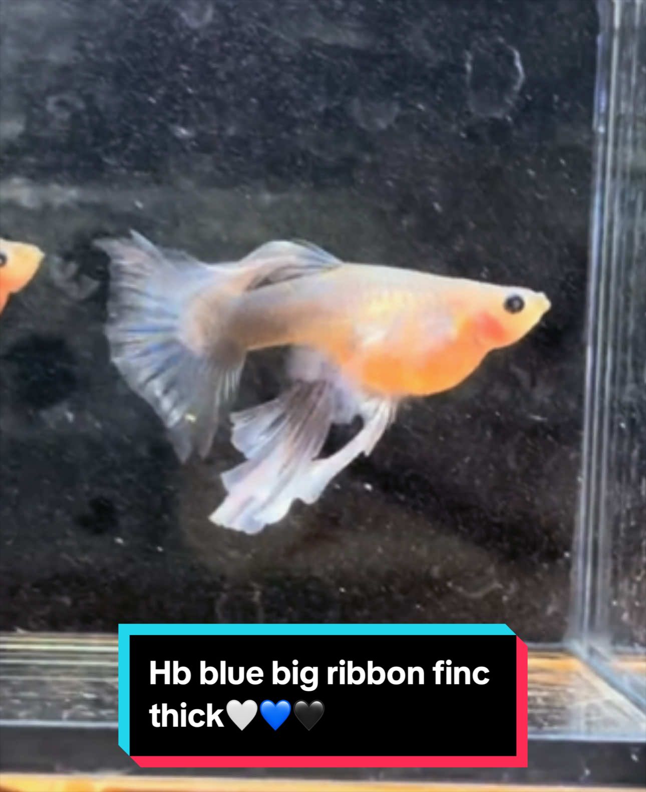 @M.T Guppy