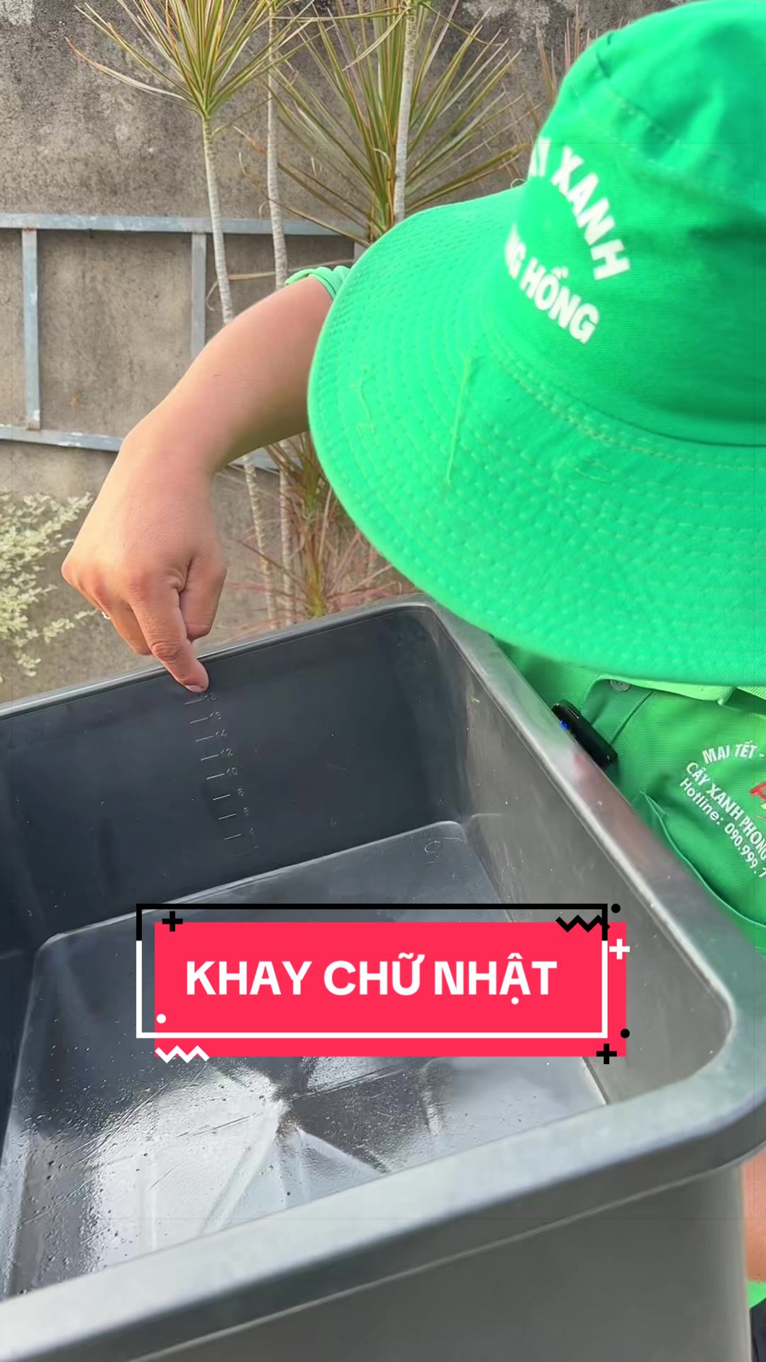 @Cây Xanh Phong Hồng