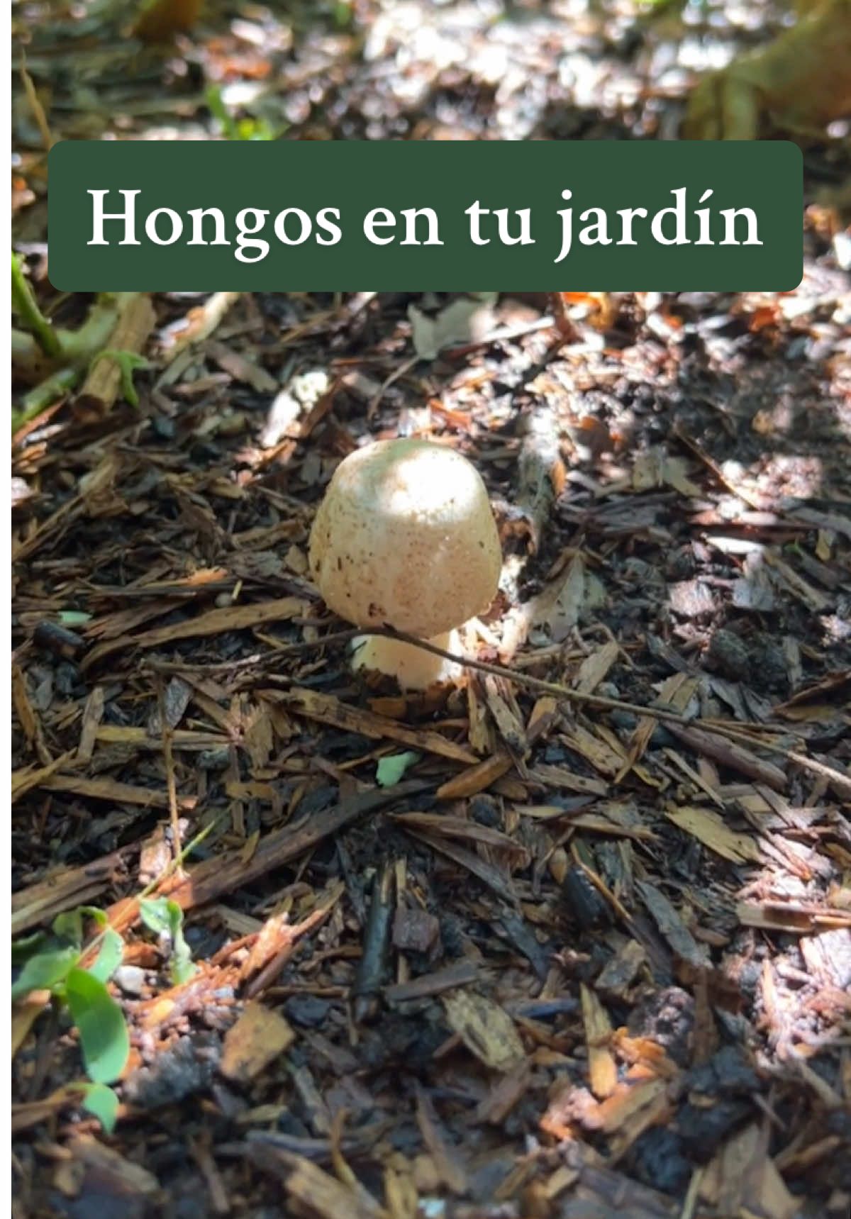 @Local Garden Mty