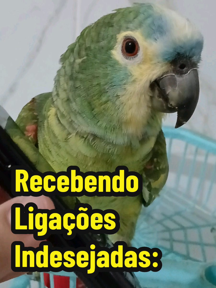 @Papagaio Chico🌽🦜