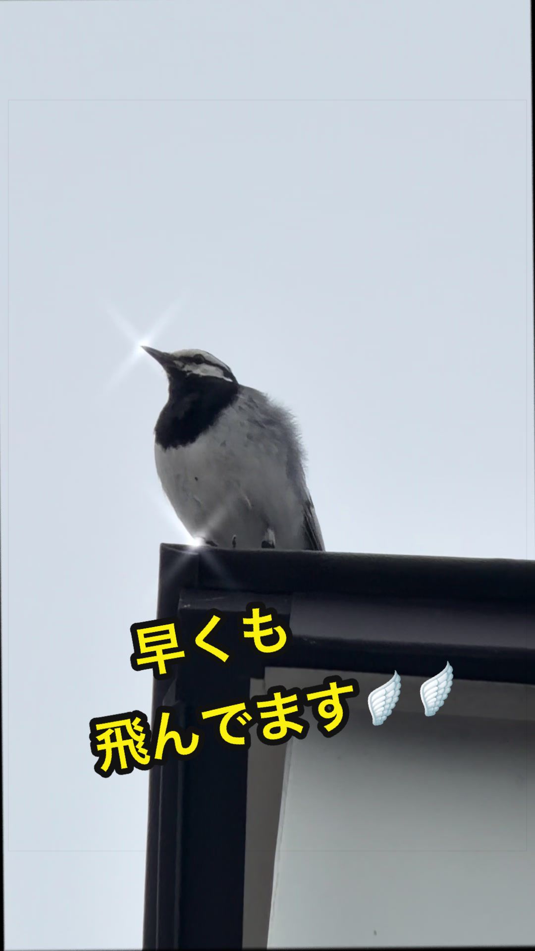 @✌︎·͜·(PᗜN)·͜· ︎︎ᰔᩚ