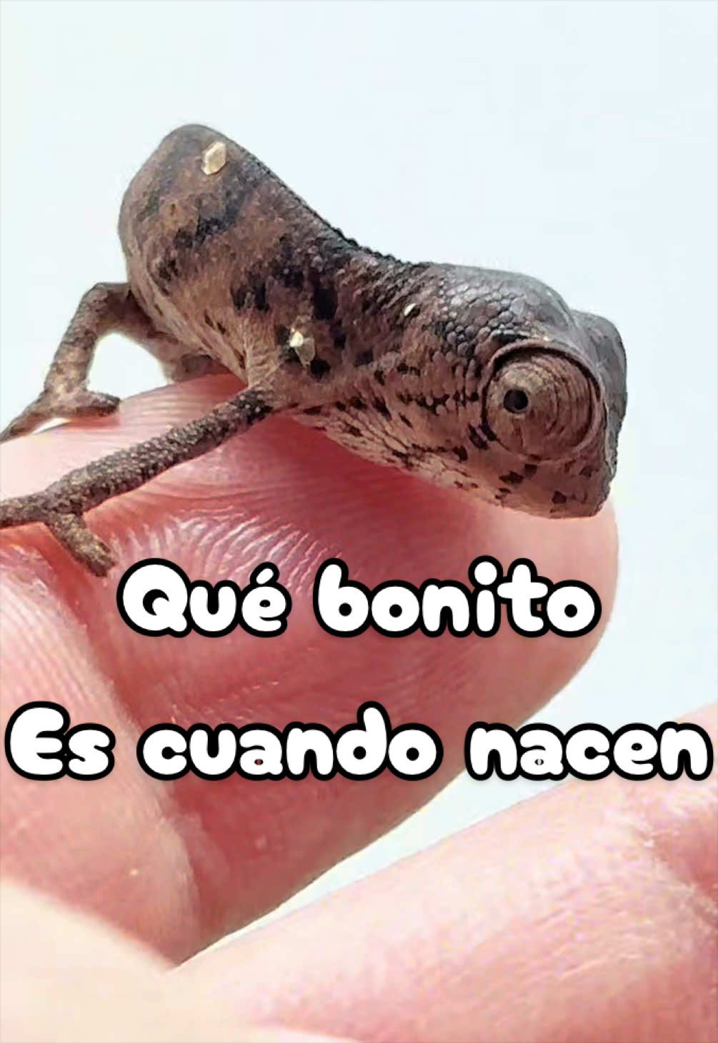 @ReptilMania