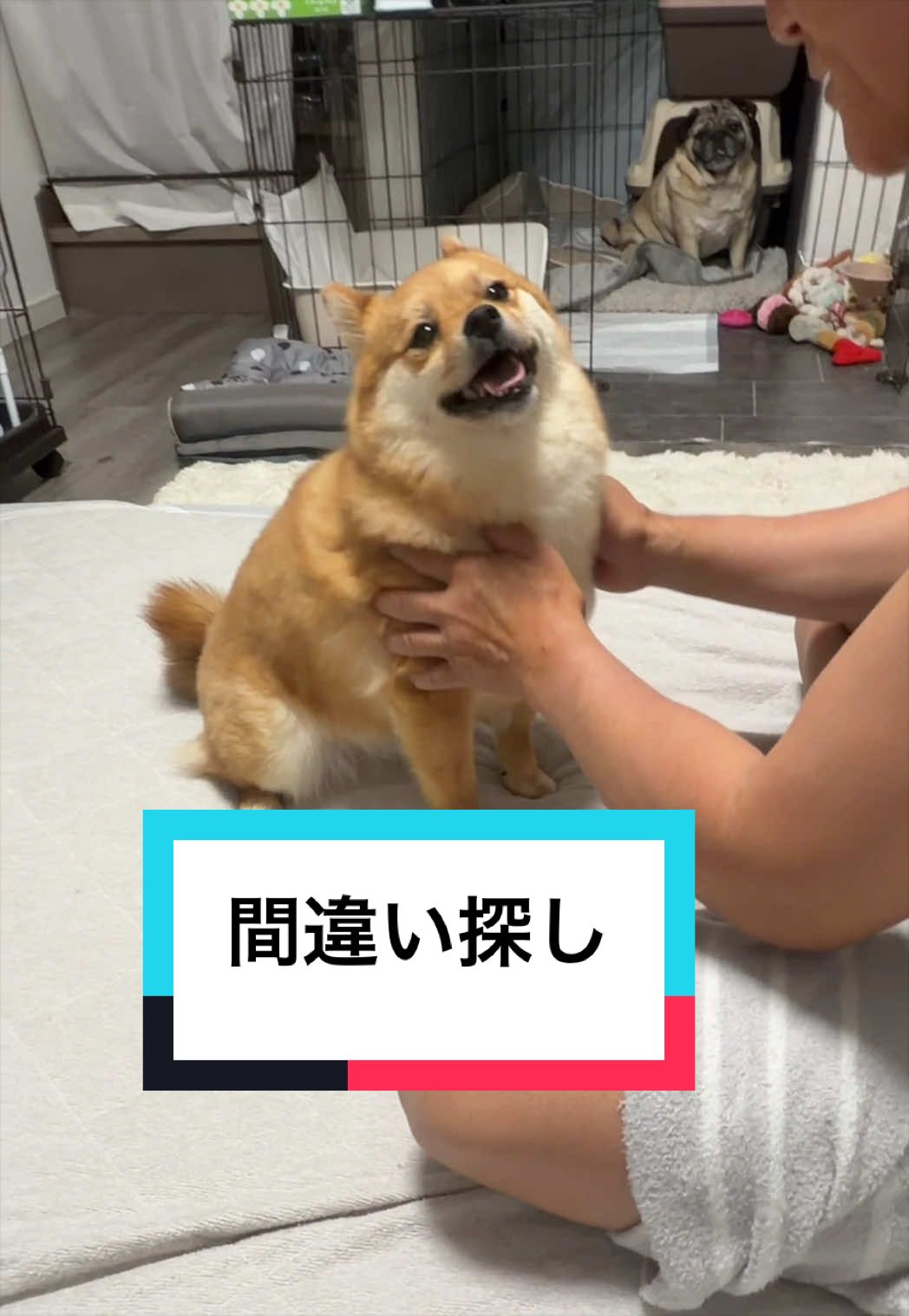 @🐶とん&ぺっぺこぺー🦊