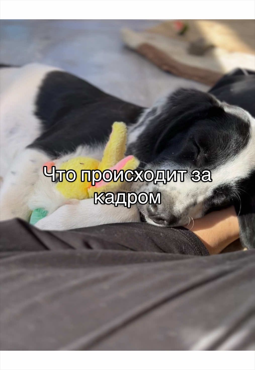 @🐾чёрно-белый ушехлоп🦎