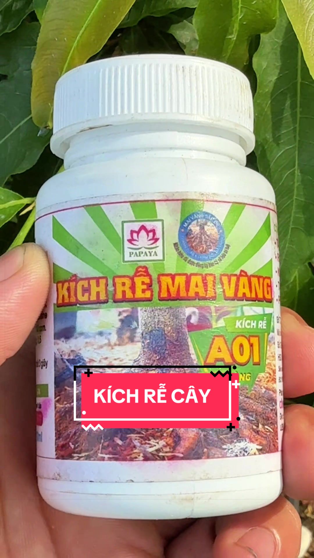 @C&acirc;y Xanh Phong Hồng