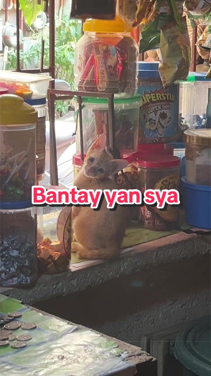 @Sir Ci 🐢
