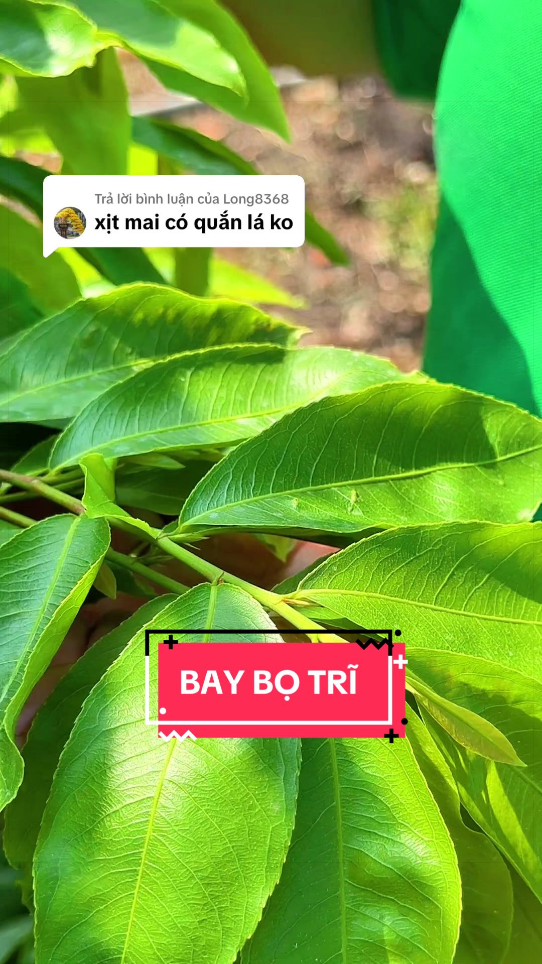 @C&acirc;y Xanh Phong Hồng