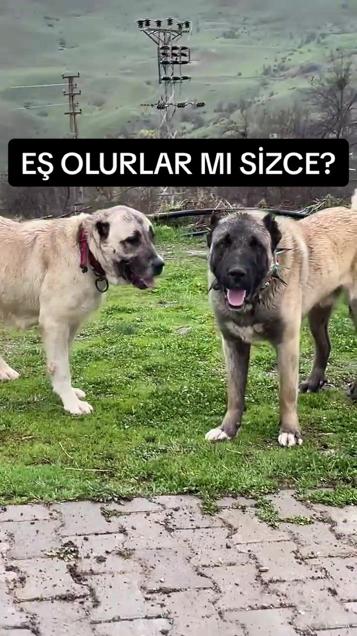 @ANADOLU ASLANLARI🐶🇹🇷