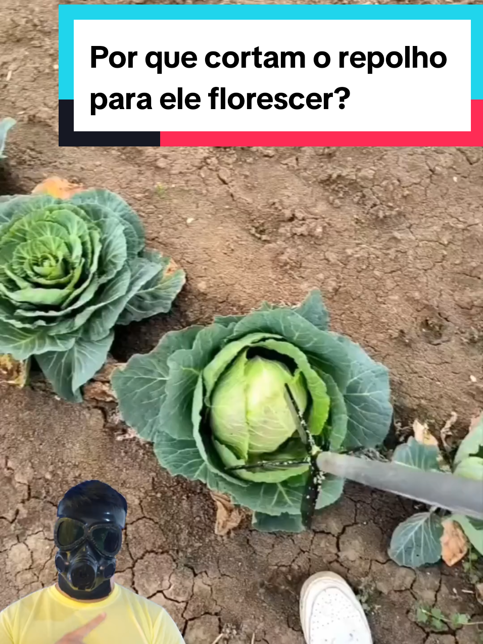 @Mundo da Curiosidades