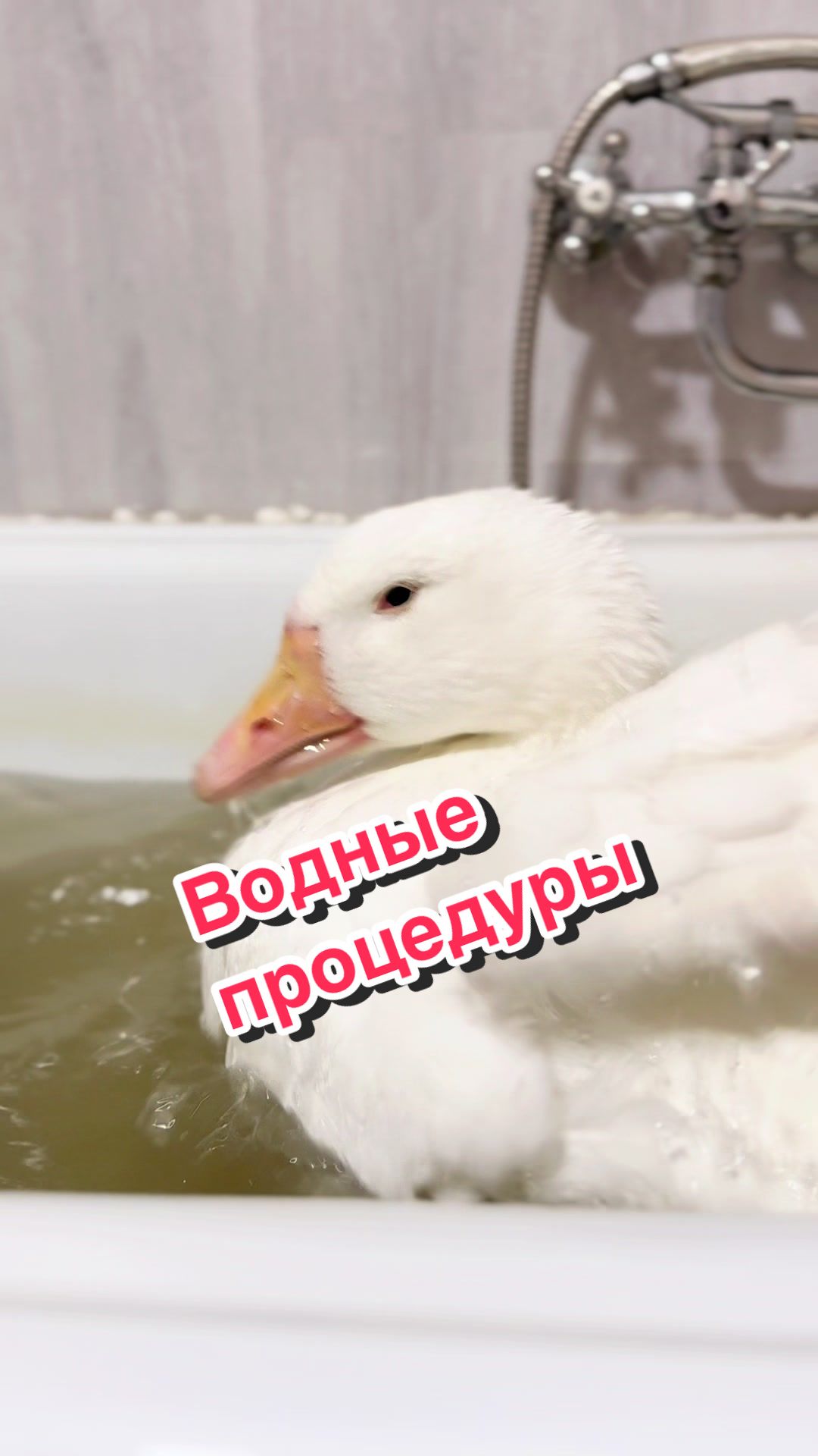 @Пафнутрий