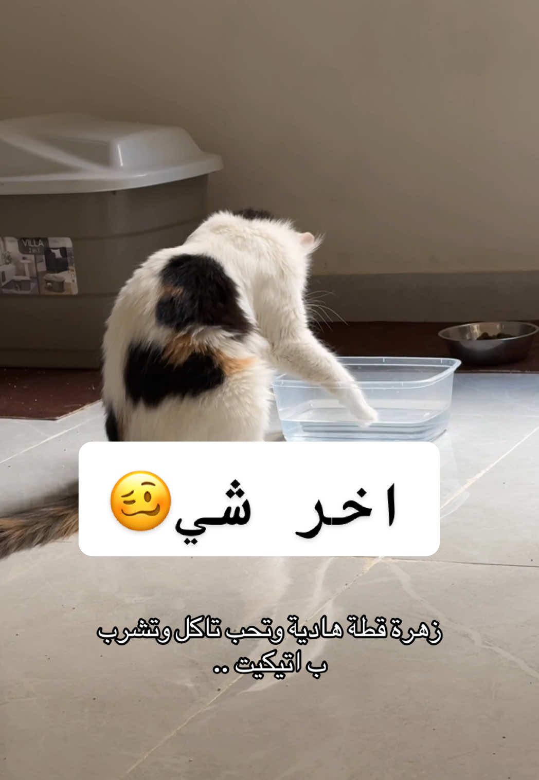 @اقبال والقطط
