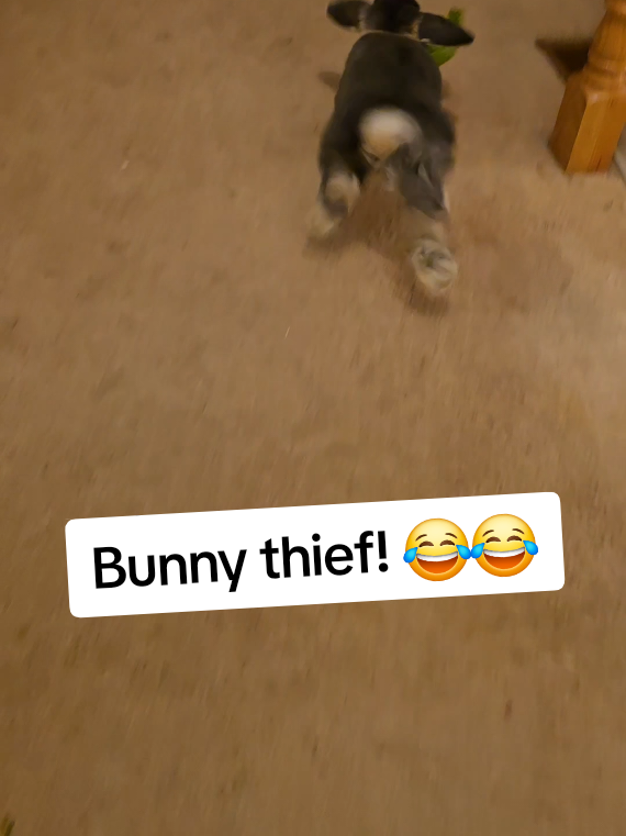 @Blueberry the Bunny
