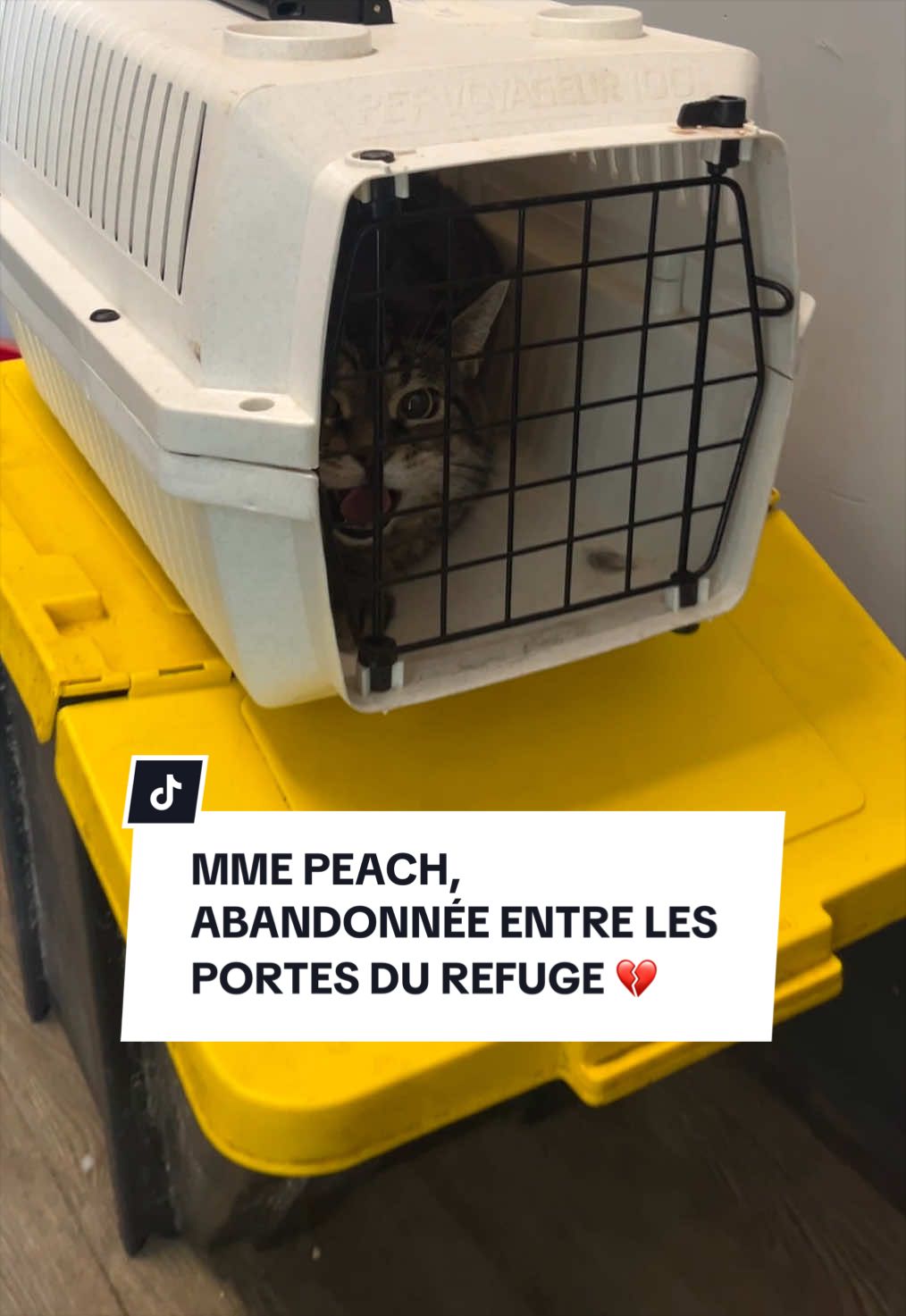 @Montreal SPCA