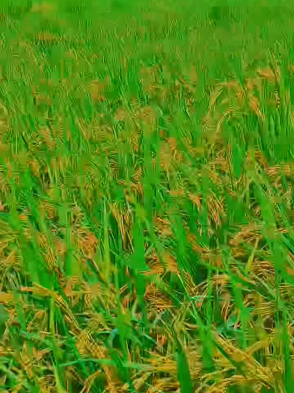 @قاسم_کمبوہ