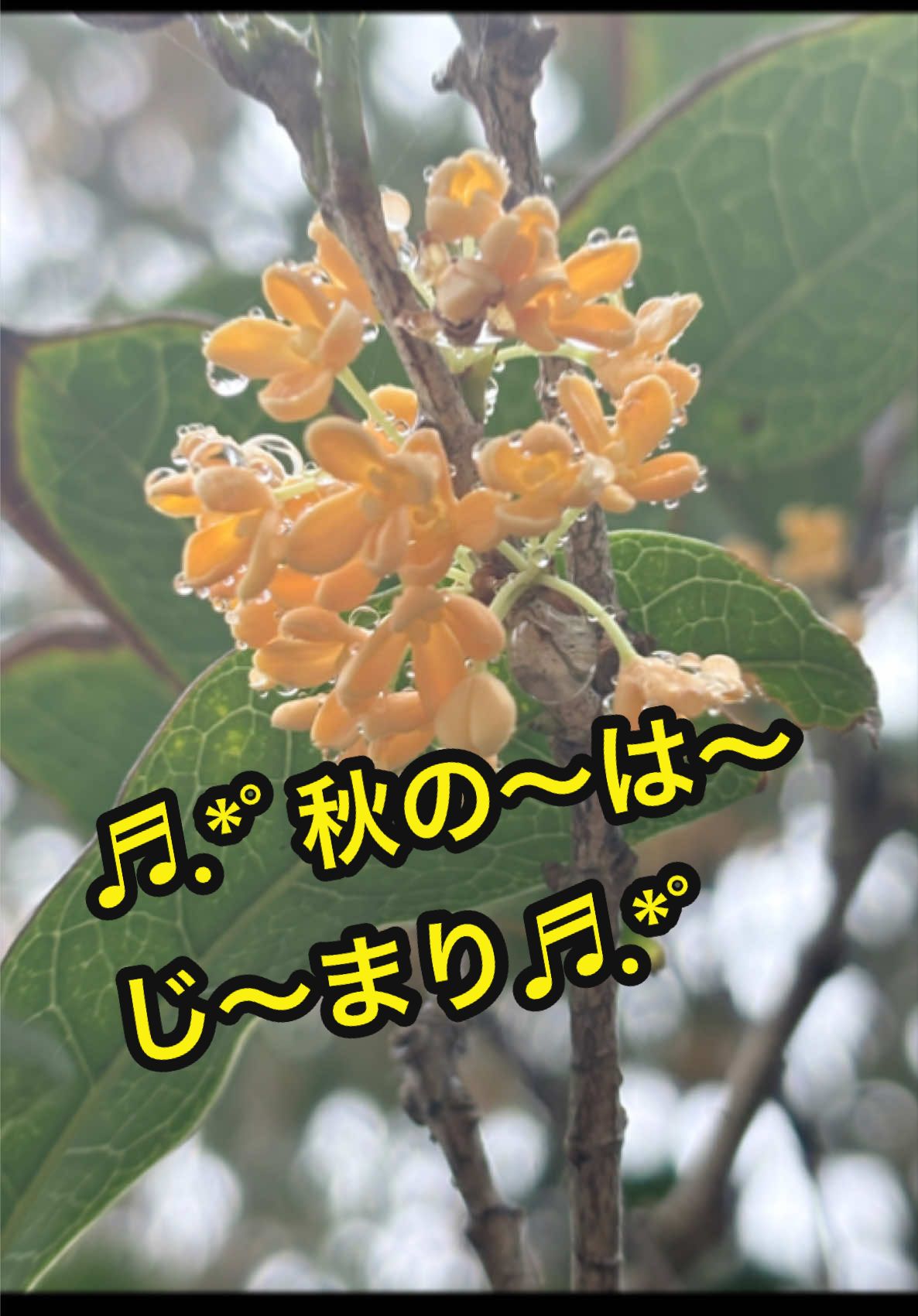 @𑁍︎·͜·えりぽんꫂ ၴႅၴ