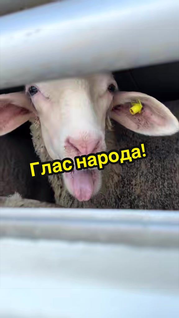 @Evgeniy Goldin