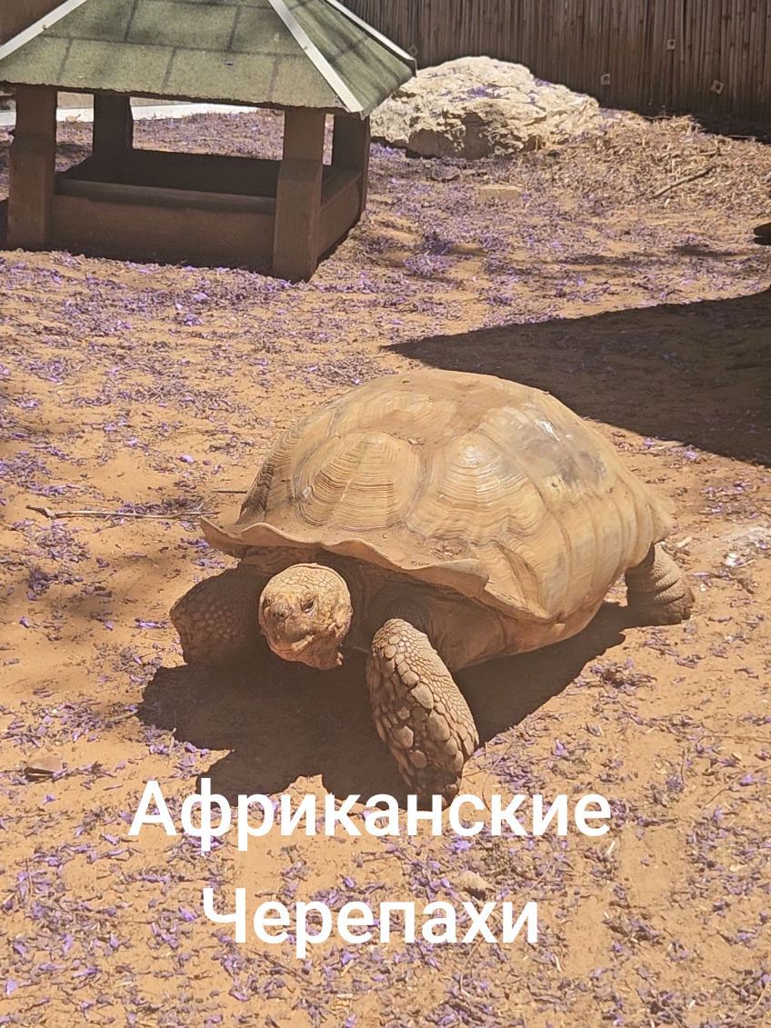 @irinazim2023