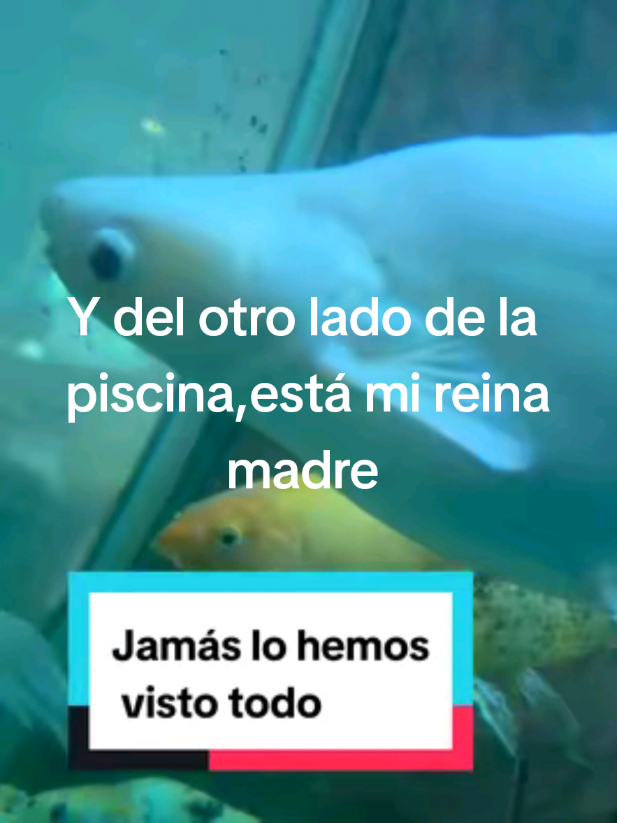 @Isabel
