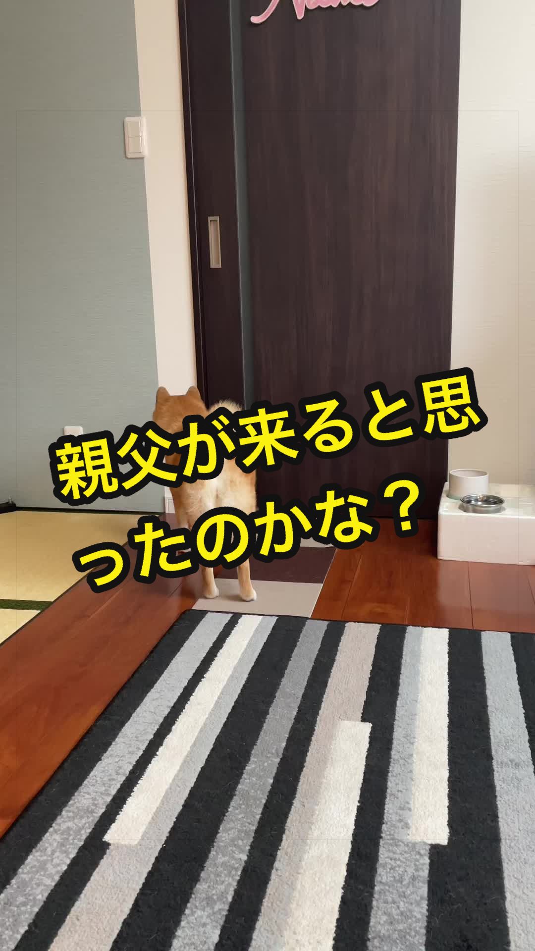 @特に柴犬が好きな人