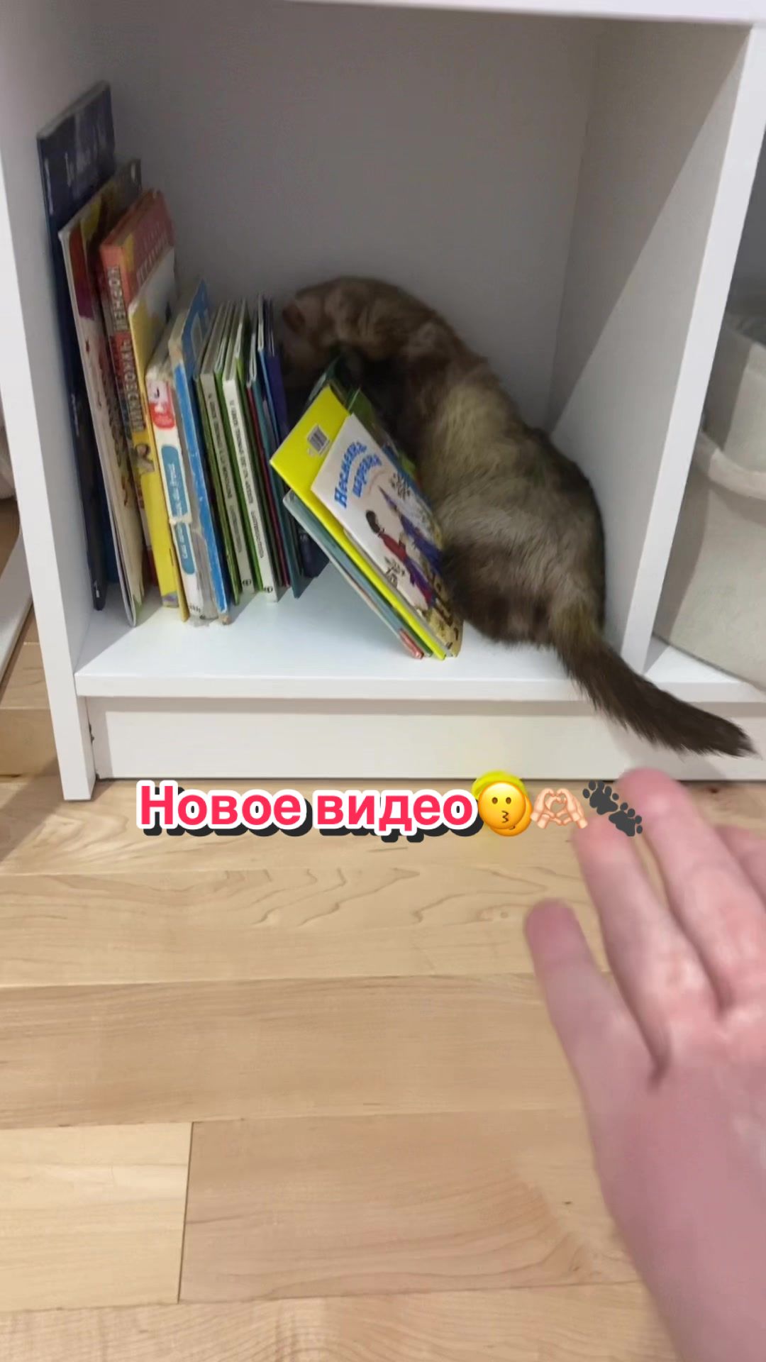 @F_u_r_e_t🐾✨🤍