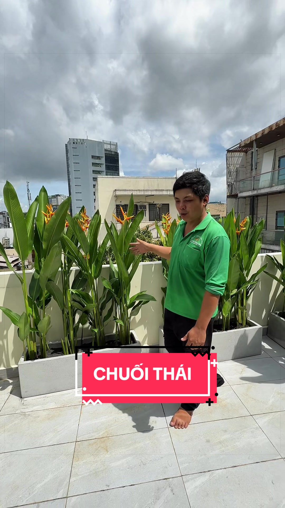@Cây Xanh Phong Hồng