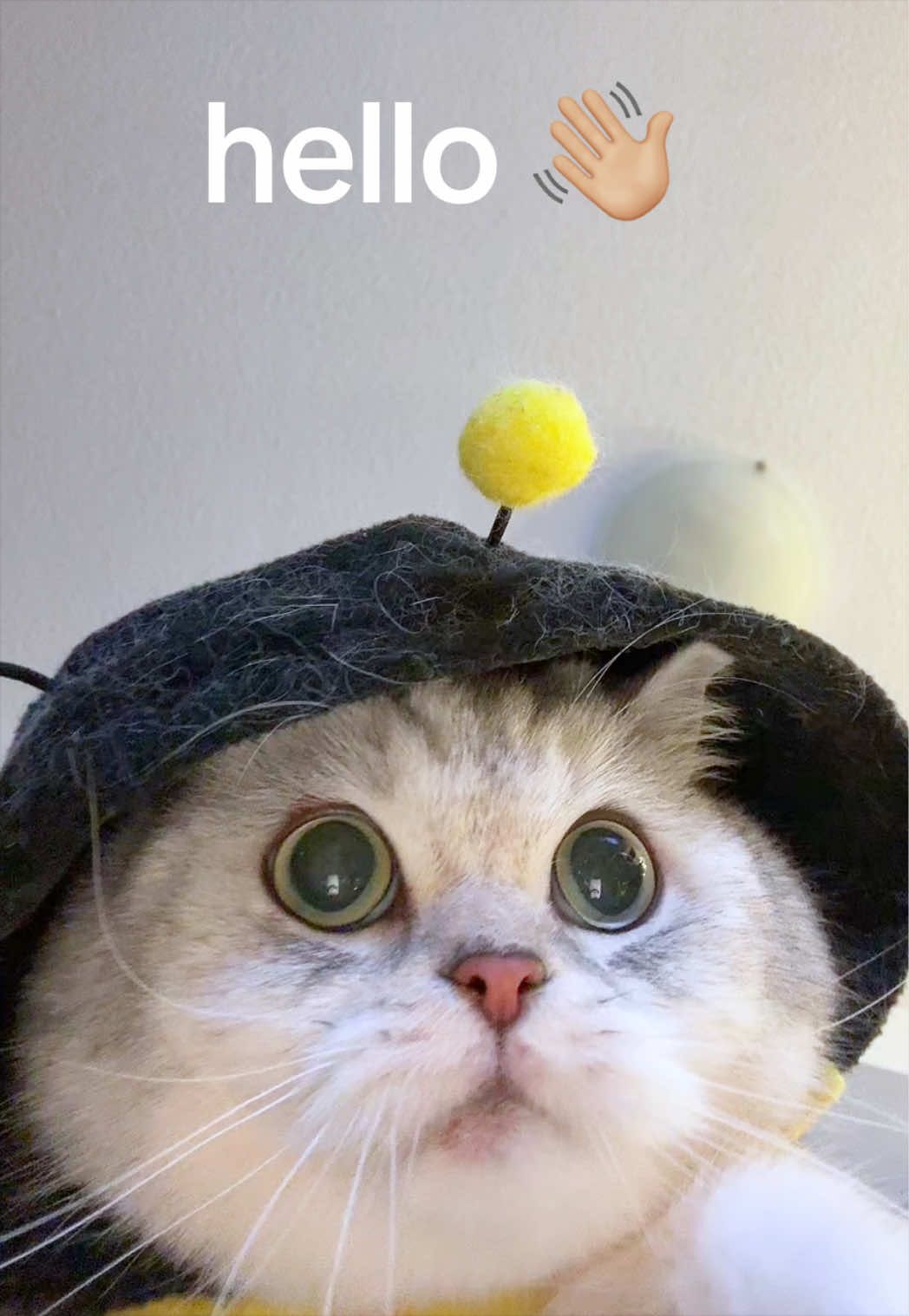 @Ollie the Cat