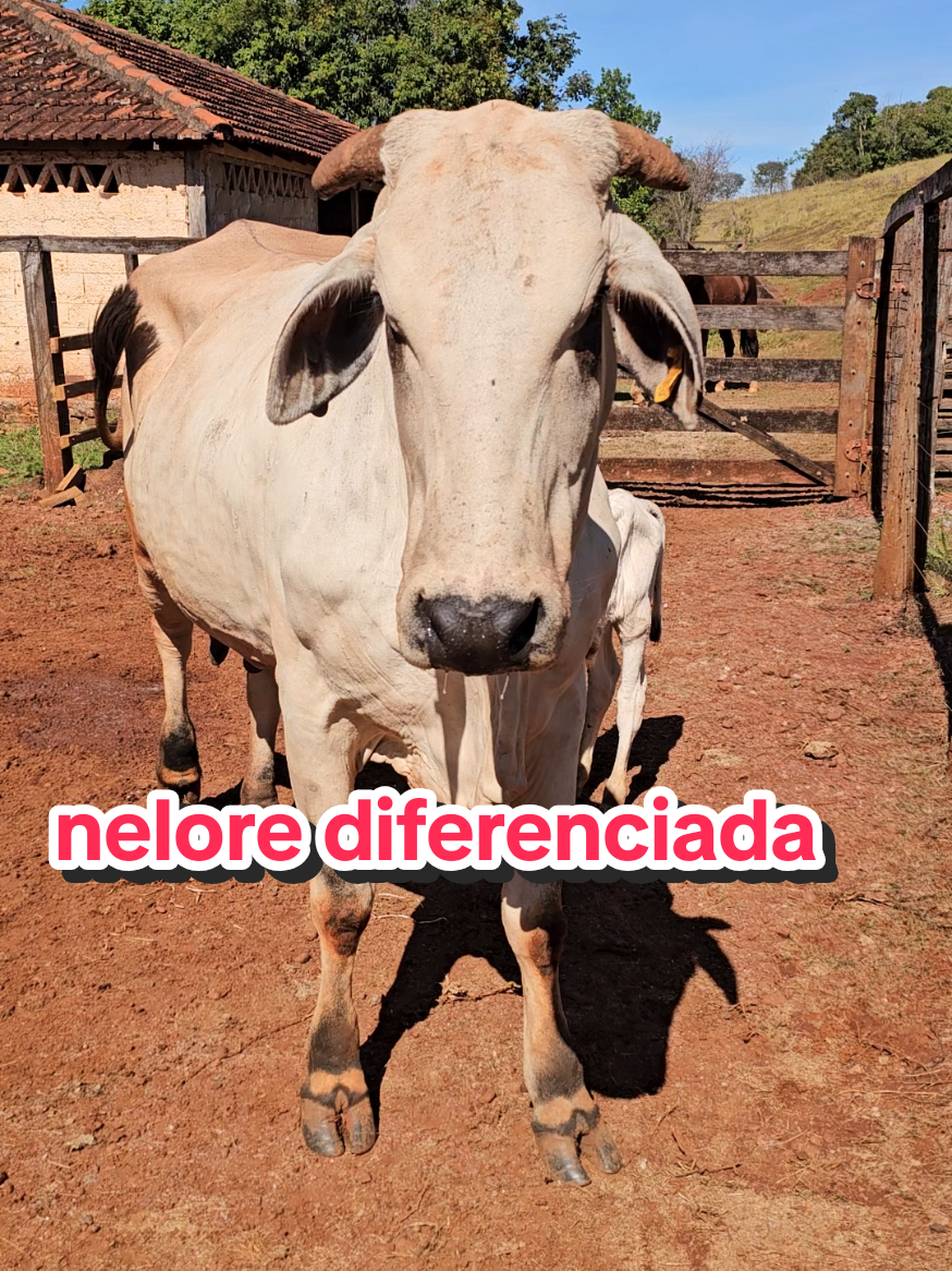 @Geovane neto