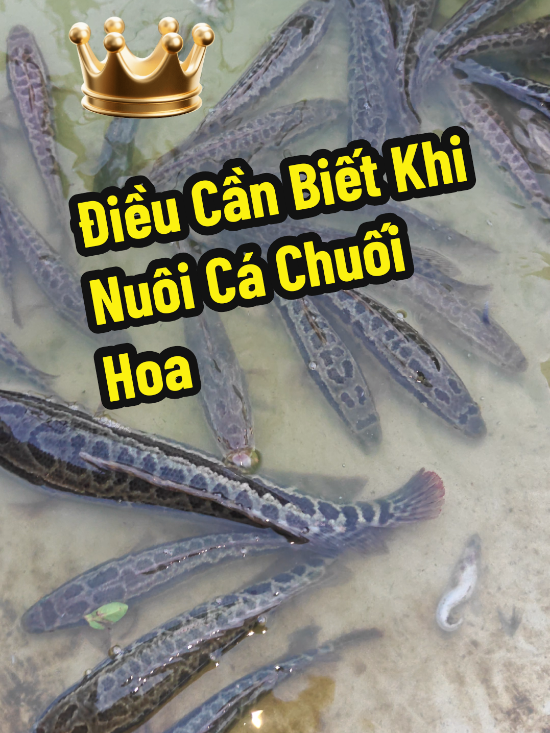 @Cá Chuối Hoa