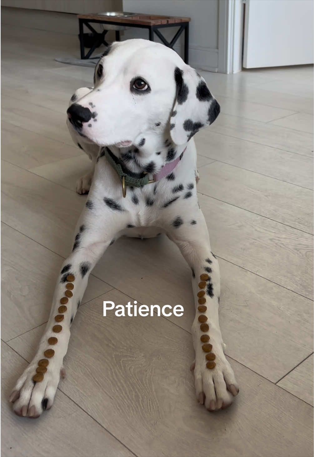 @Nevada the Dalmatian