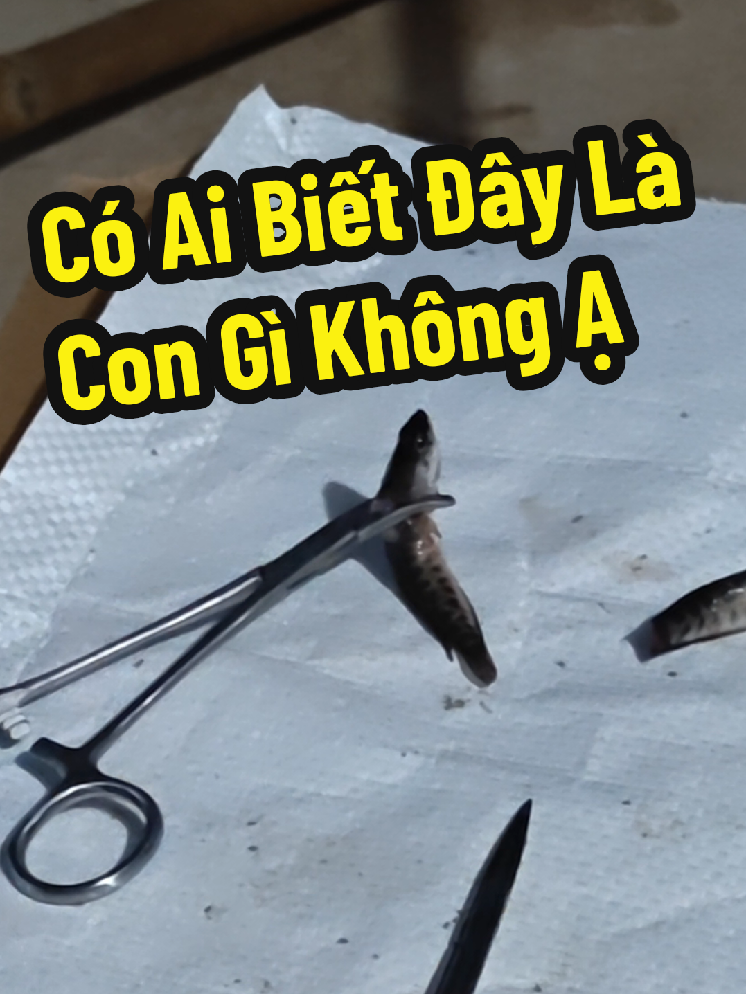 @Cá Chuối Hoa
