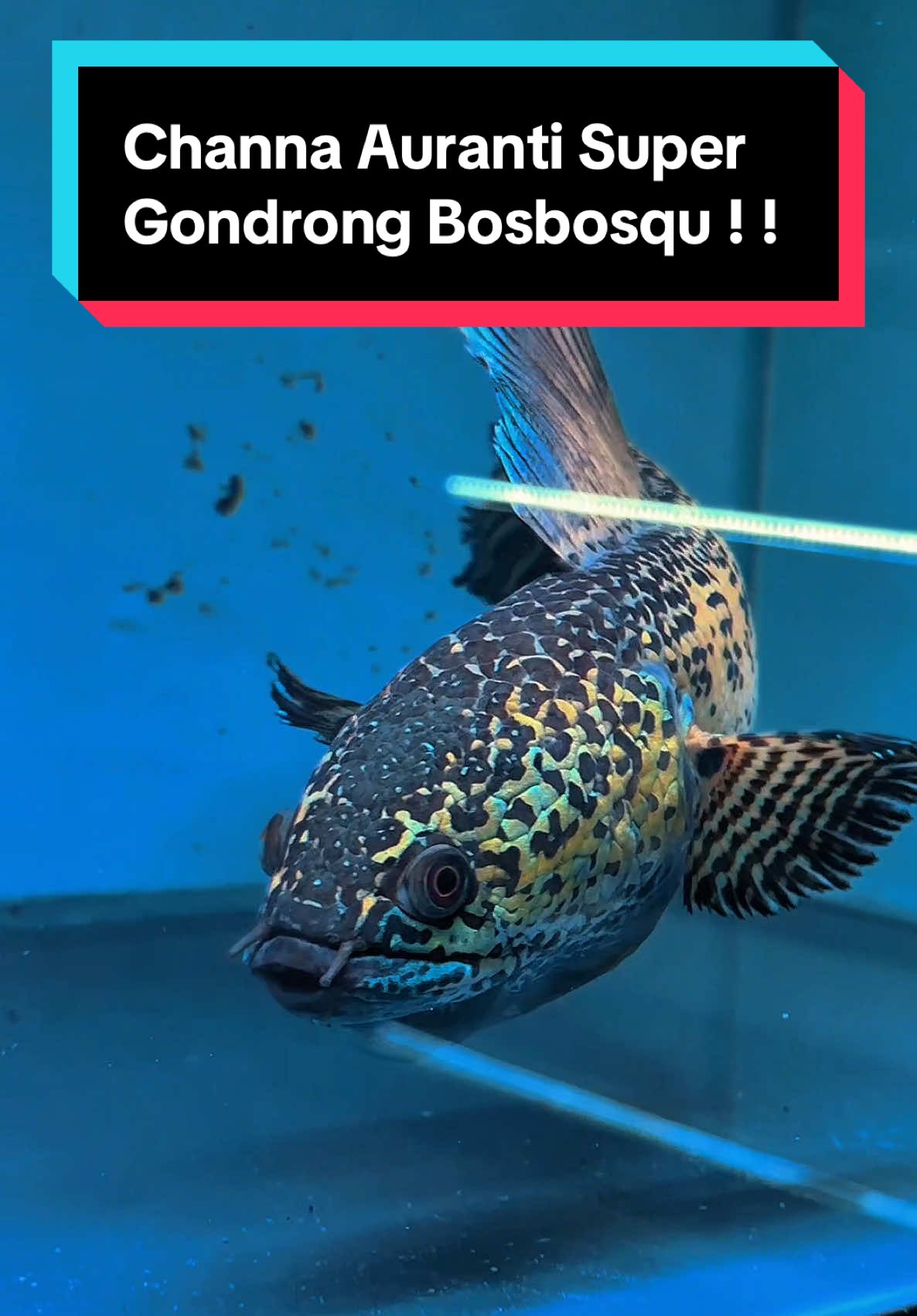 @bosbosqustorejogja