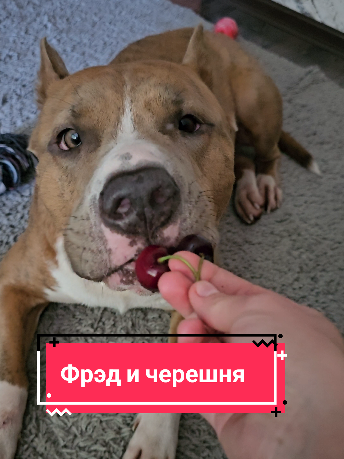 @Pitbul Fred