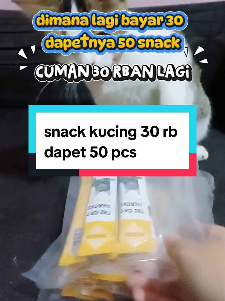 @dunia kucing