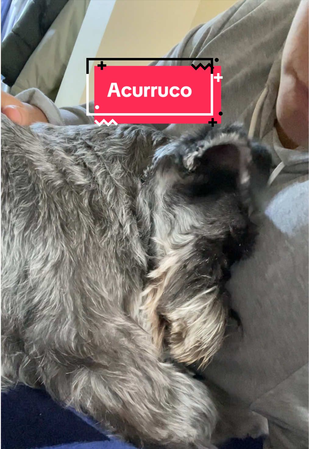 @lukah_schnauzer
