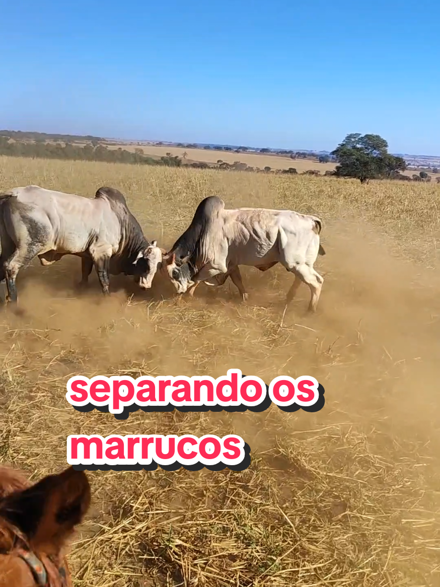 @Geovane neto