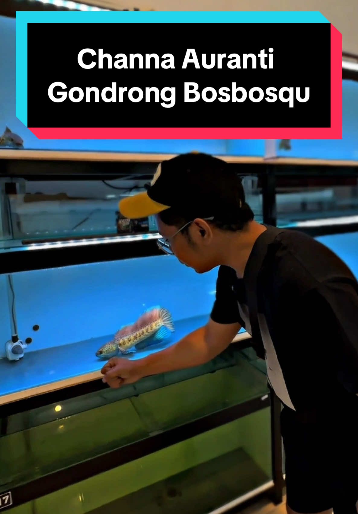 @bosbosqustorejogja