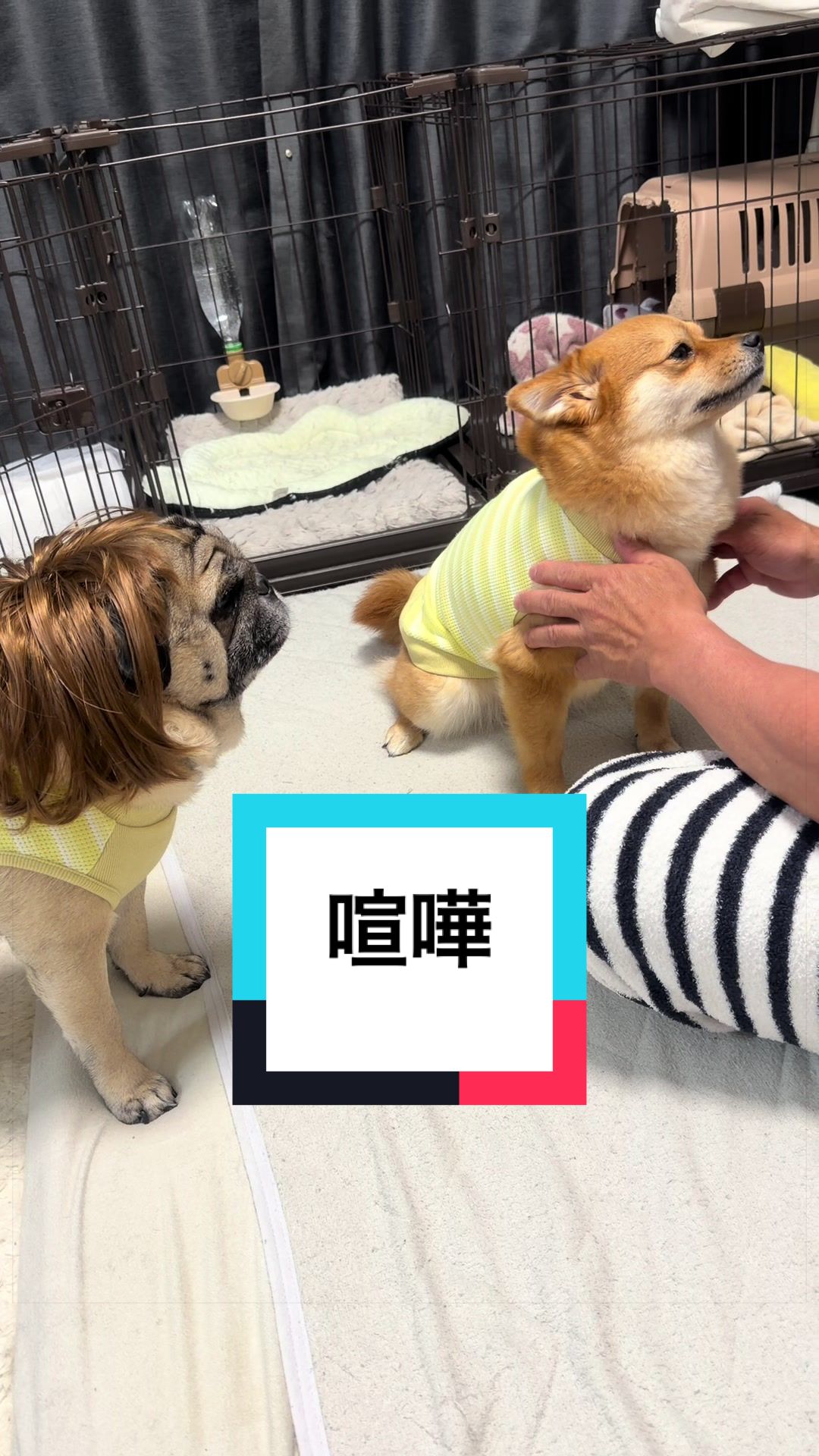 @🐶とん&ぺっぺこぺー🦊