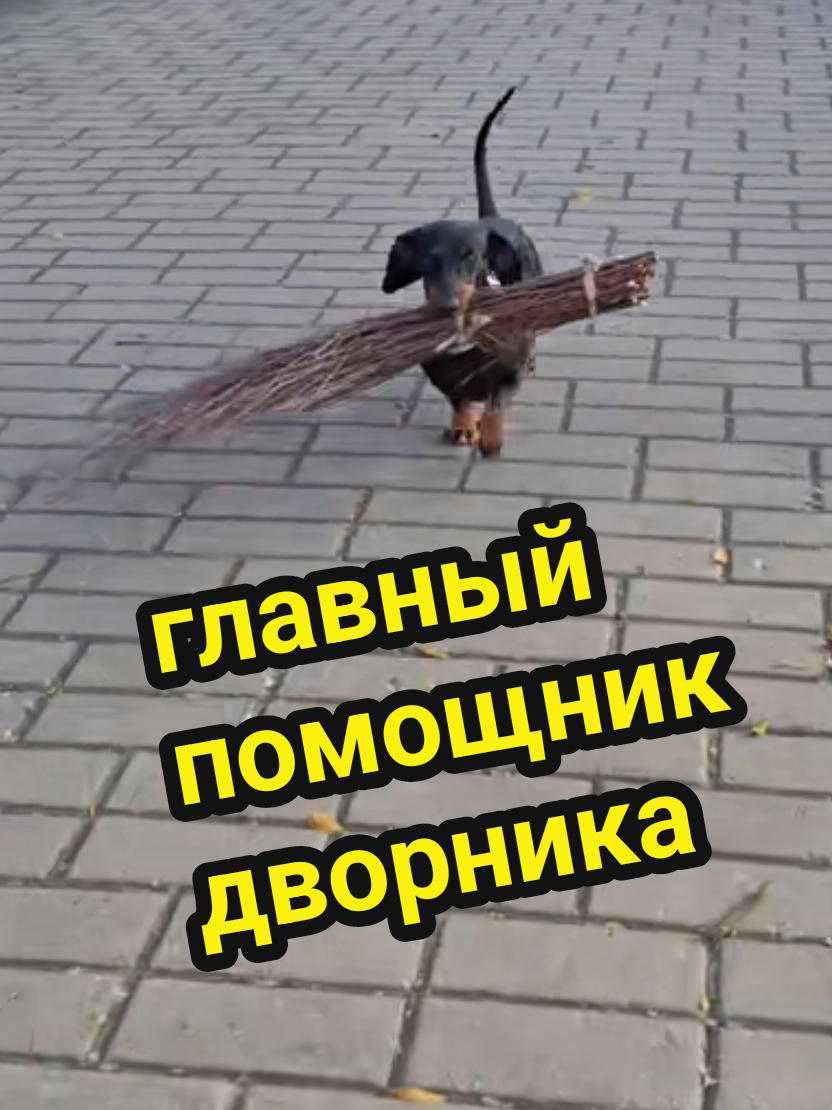 @ШПУЛЬКА. Весёлая такса!