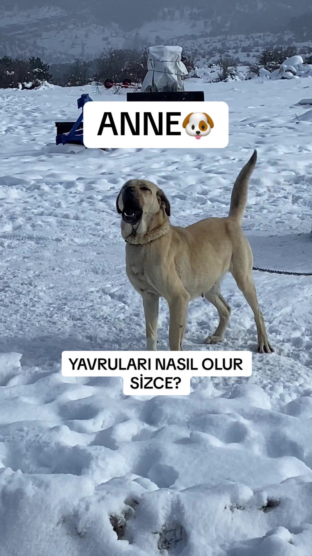 @ANADOLU ASLANLARI🐶🇹🇷