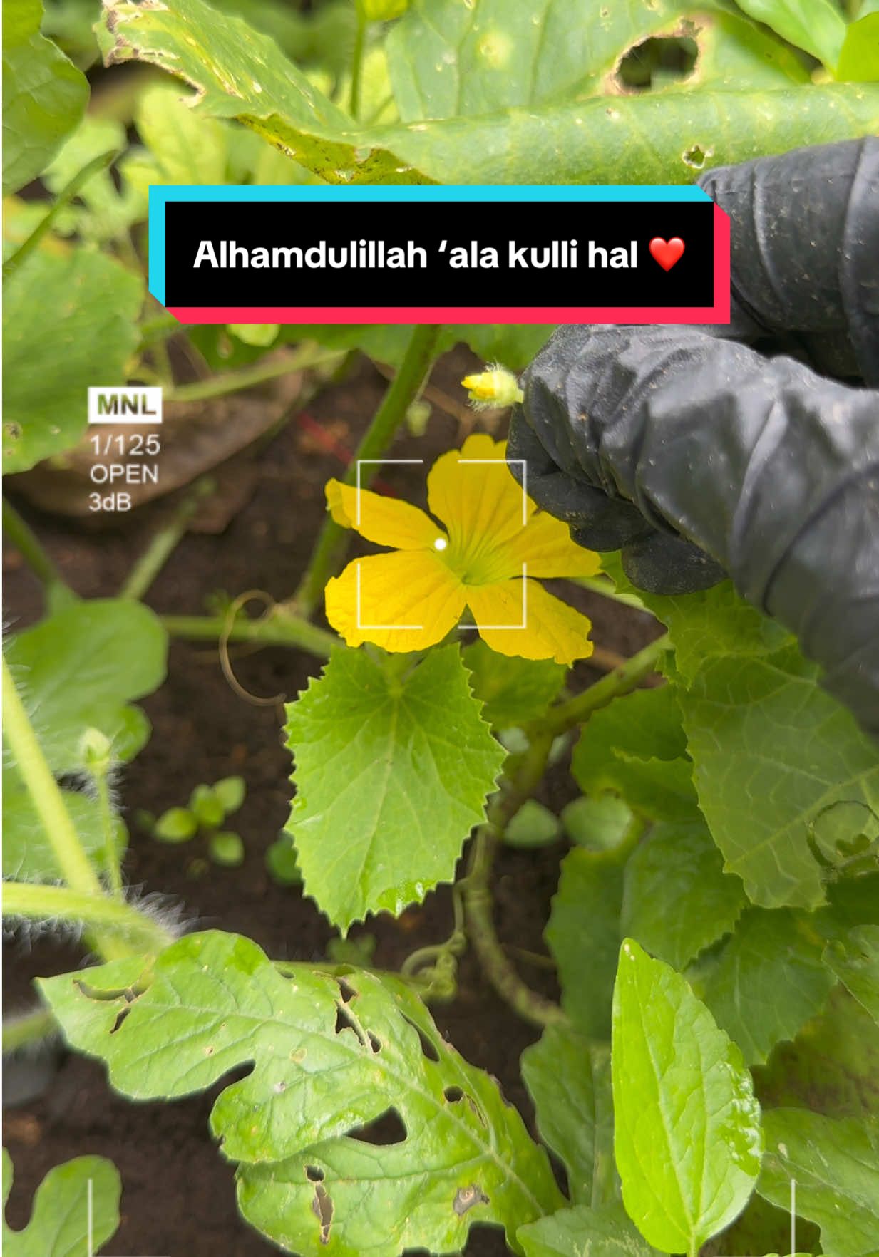 @AB Agrofarm 588