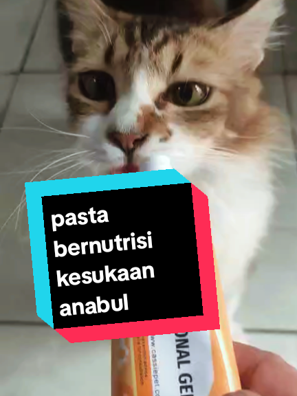 @cimba😺