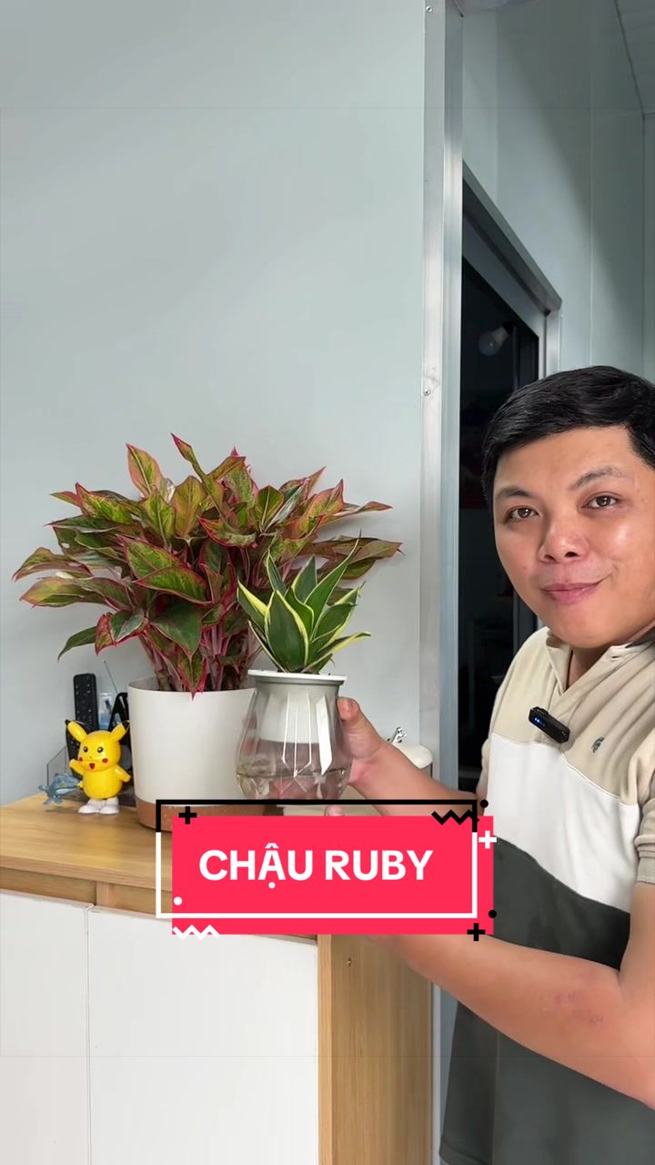 @C&acirc;y Xanh Phong Hồng