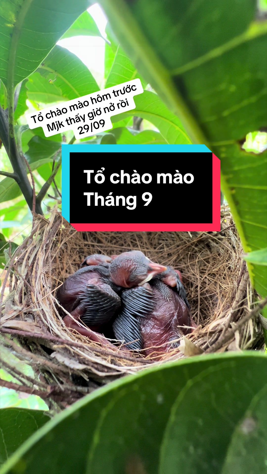 @C&C Miền Núi ⛰️
