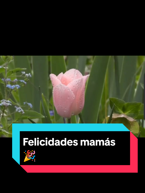 @AcaFan 📺