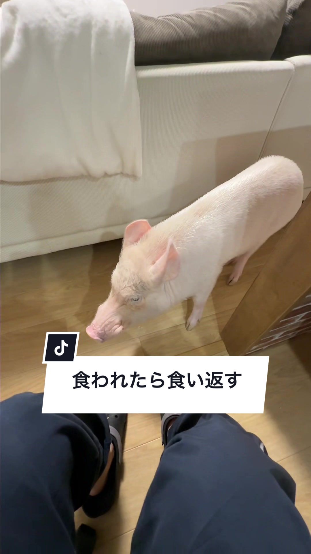 @めんべぇ家🐽💢