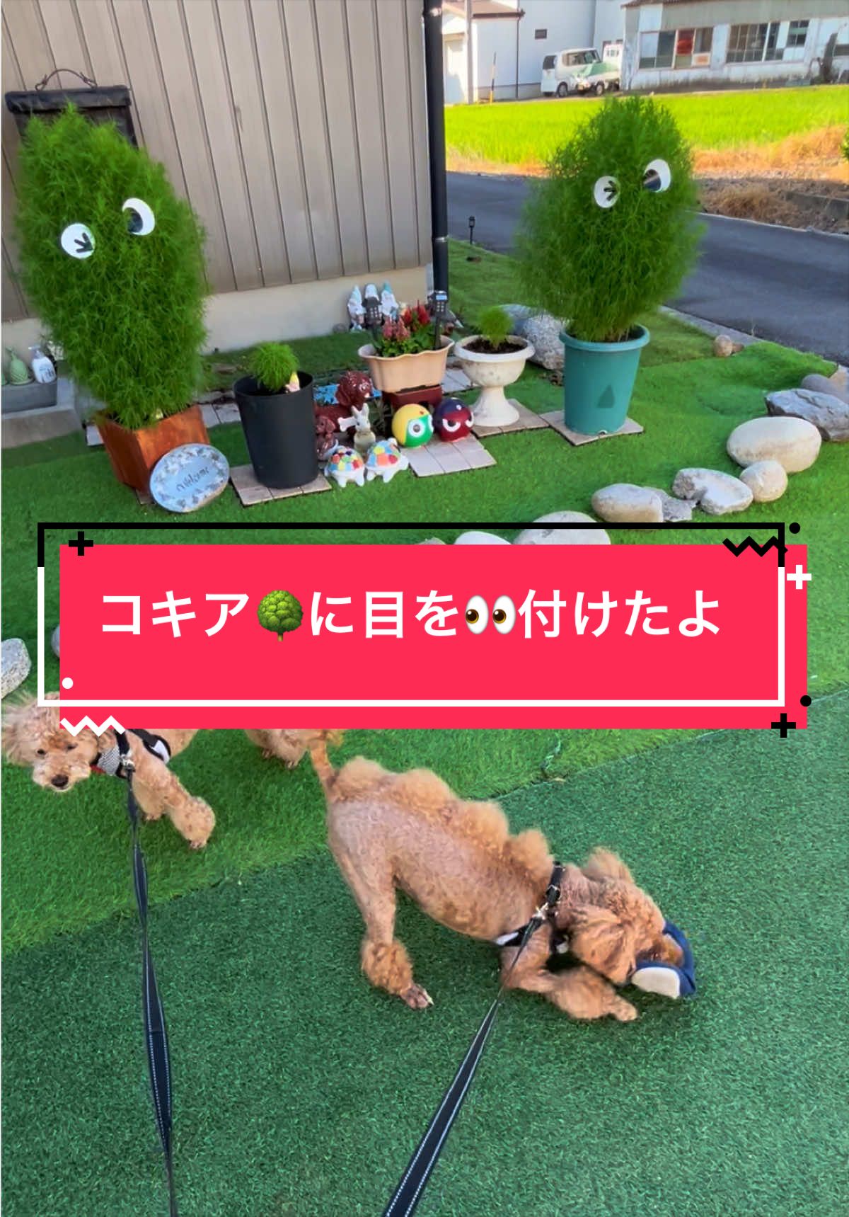 @カンキツ
