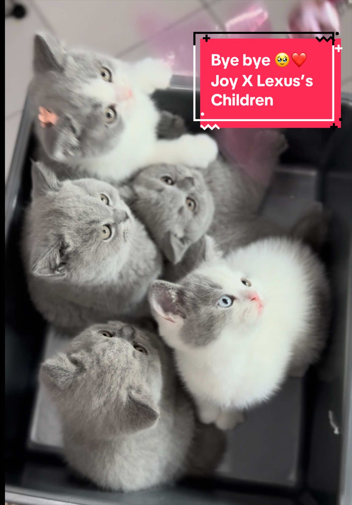 @milky bun cat