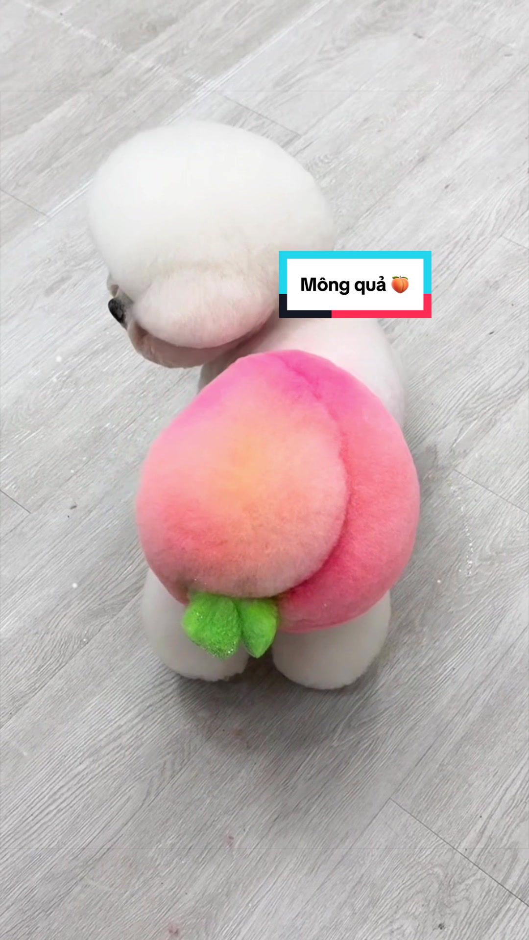 @TuongVan Petstylist