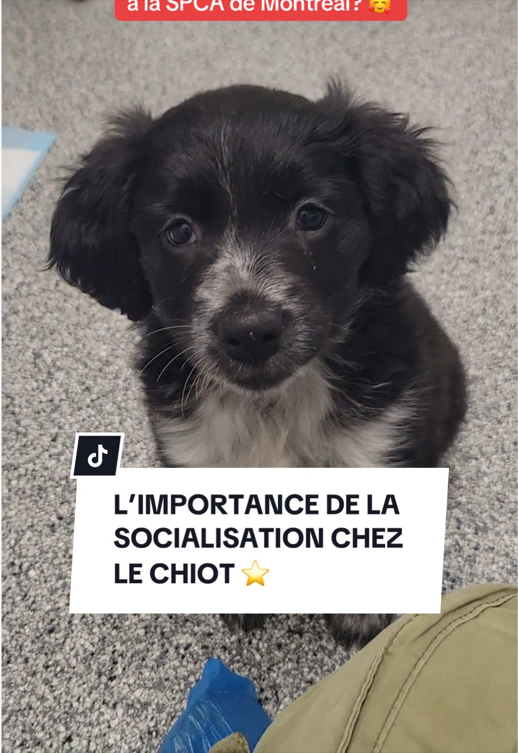 @Montreal SPCA